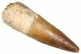Fossil Spinosaurus Tooth - Real Dinosaur Tooth #381028-1